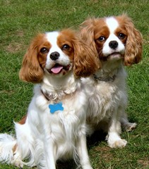 Poppy & Milly