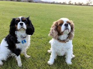 Holly & Milly